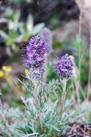 Wildflowers.
