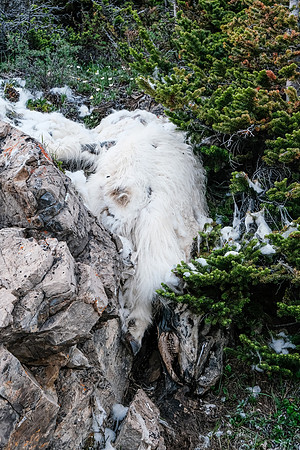 A disturbing find. Why did this mountain goat die and why is it placed like this? Bear stash?