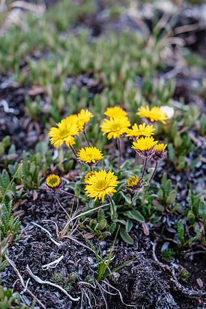 Flowers.