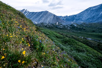 Wildflowers.