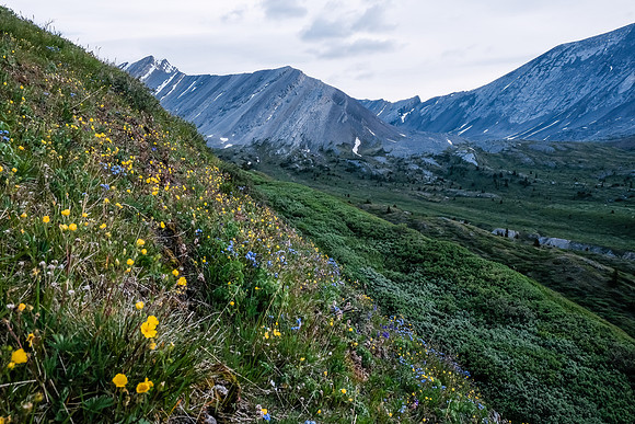 Wildflowers.