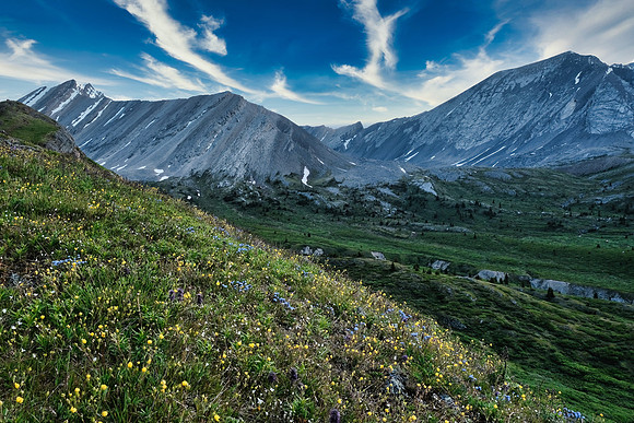 Wildflowers.