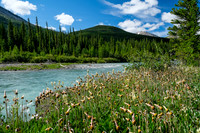 Yellow mountain-avens line the Red Deer River in thick carpets of yellow.