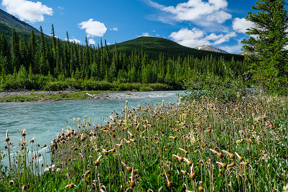 Yellow mountain-avens line the Red Deer River in thick carpets of yellow.