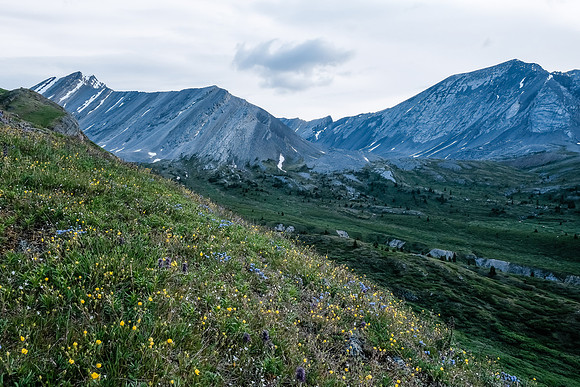 Wildflowers.