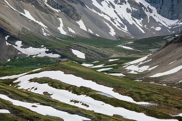 A bear den in the McConnell meadows.