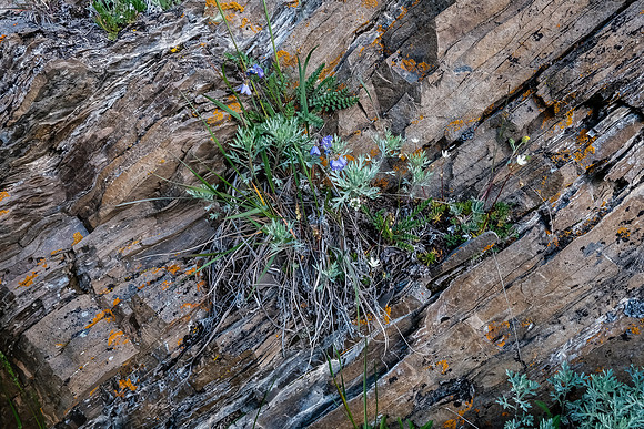 Wildflowers.