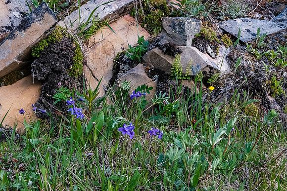 Wildflowers.