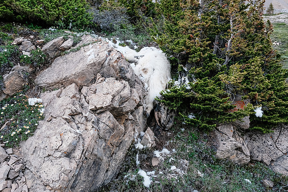 A disturbing find. Why did this mountain goat die and why is it placed like this? Bear stash?