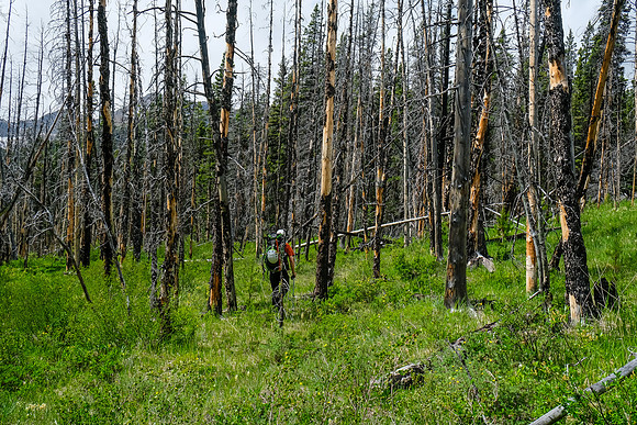 Hiking up McConnell Creek.