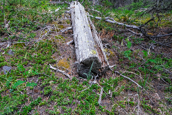 A cut log indicates we're on a human trail!