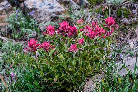 Wildflowers.
