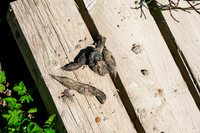 Evidence of wolves along the trail.