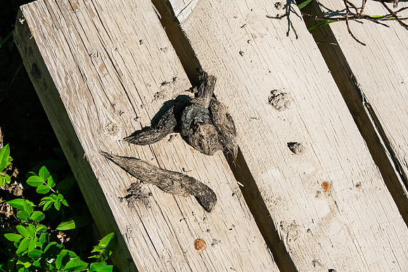 Evidence of wolves along the trail.
