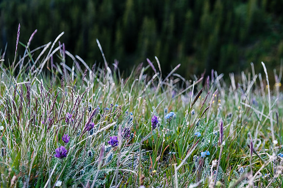 Wildflowers.