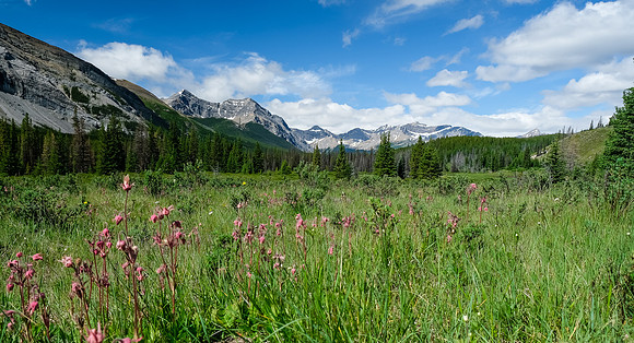 3-flowered Avens and Prow Mountain.