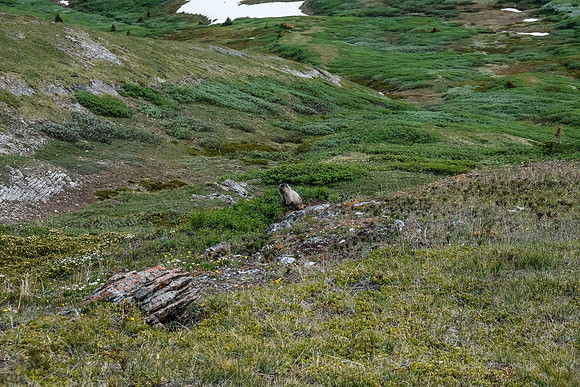 Marmot.