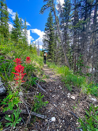 Hiking back along the Red Deer River.