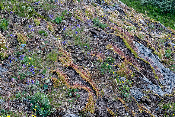 Wildflowers.