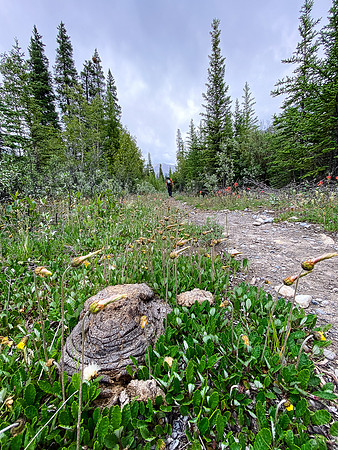 Hiking back along the Cascade fire road trail to Tinda.
