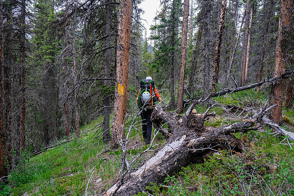 Hiking up McConnell Creek on an old outfitter trail.