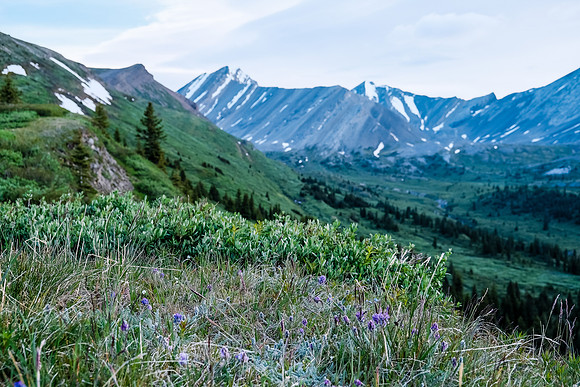Wildflowers.