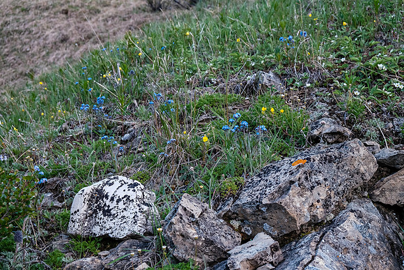 Wildflowers.