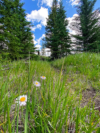 Hiking back along the Red Deer River.