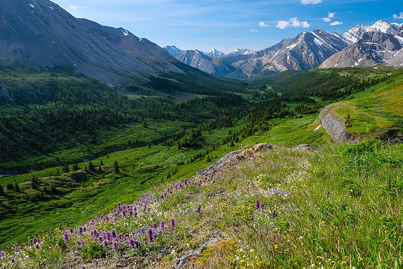 Wildflowers.