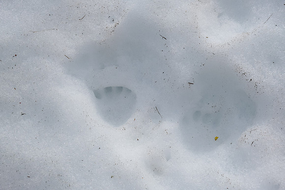 Marmot tracks in snow.