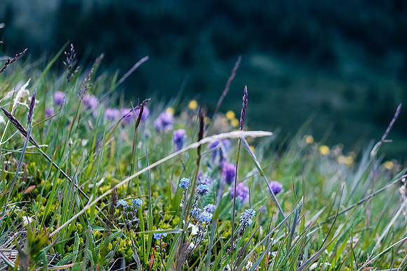 Wildflowers.