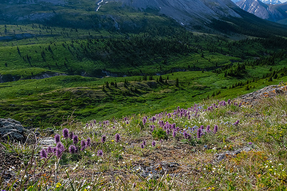 Wildflowers.