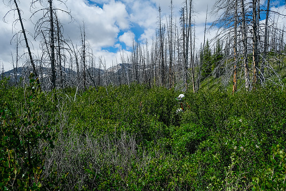 Thick willows along the trail.