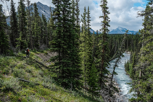 McConnell Creek.