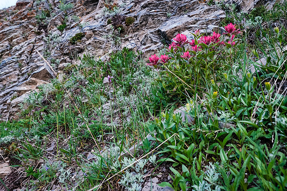 Wildflowers.