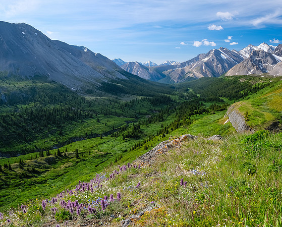 Wildflowers.
