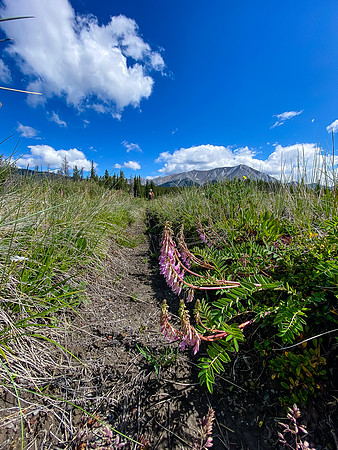 Hiking back along the Red Deer River.