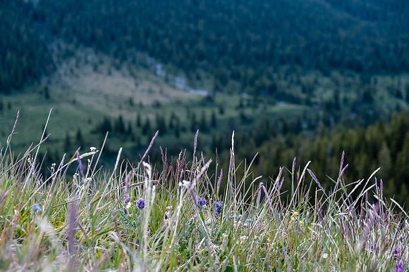 Wildflowers.