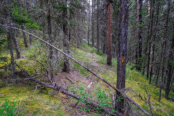 Hiking up McConnell Creek on an old outfitter trail.