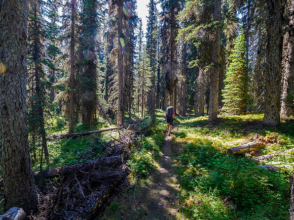 Hiking the Pipestone River Trail towards "Fossil Creek".