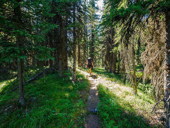 Hiking the Pipestone River Trail towards "Fossil Creek".
