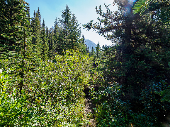 Hiking the Pipestone River Trail towards "Fossil Creek".
