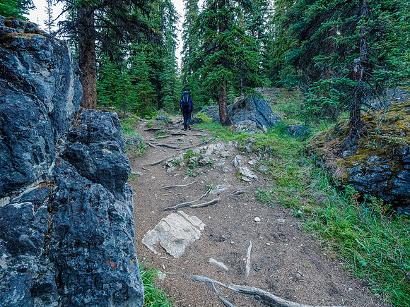 Hiking the Mosquito Creek Trail.