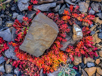 Fall colors.
