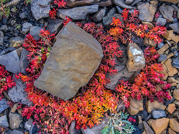 Fall colors.
