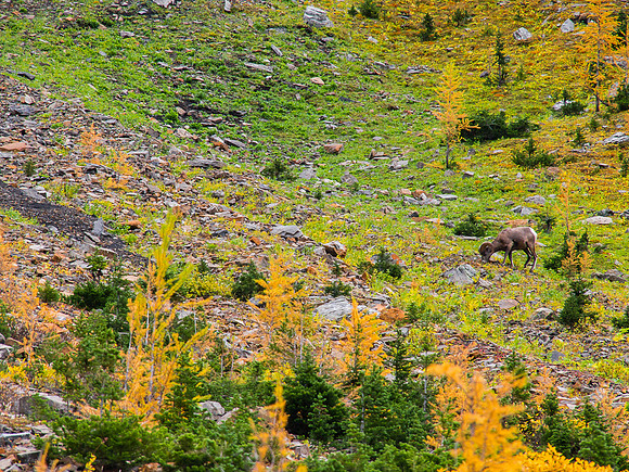 The locals don't mind if we share their scenery as long as we keep out of the way.