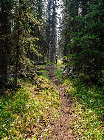 Hour upon hour of forested trail.