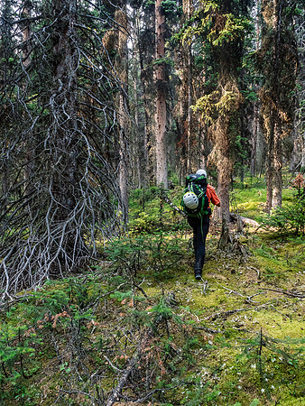Some sections of forest were delightful. I remember wanting to pitch my tent right here and just go to sleep!