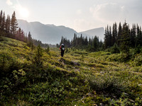 Delightful alpine meadows - but still plenty of mature trees too.