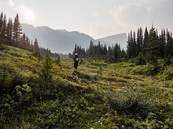 Delightful alpine meadows - but still plenty of mature trees too.